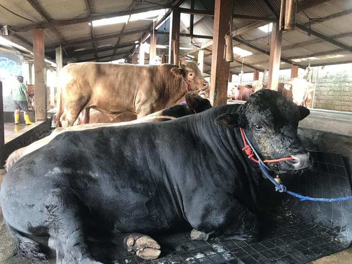 Cara Memilih Sapi Kurban yang Sehat dan Sesuai Syariat
