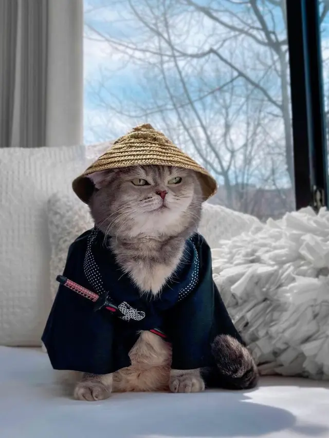 Kenalkan Benson, Kucing Jalanan yang Berubah Jadi Stylish Setelah Diadopsi