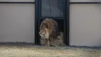 Kisah Singa Paling Kesepian yang Kembali ke Alam Liar (Sumber: Youtube/ADI TV)