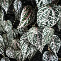 Daun Sirih Merah (Foto: indonesia.go.id)