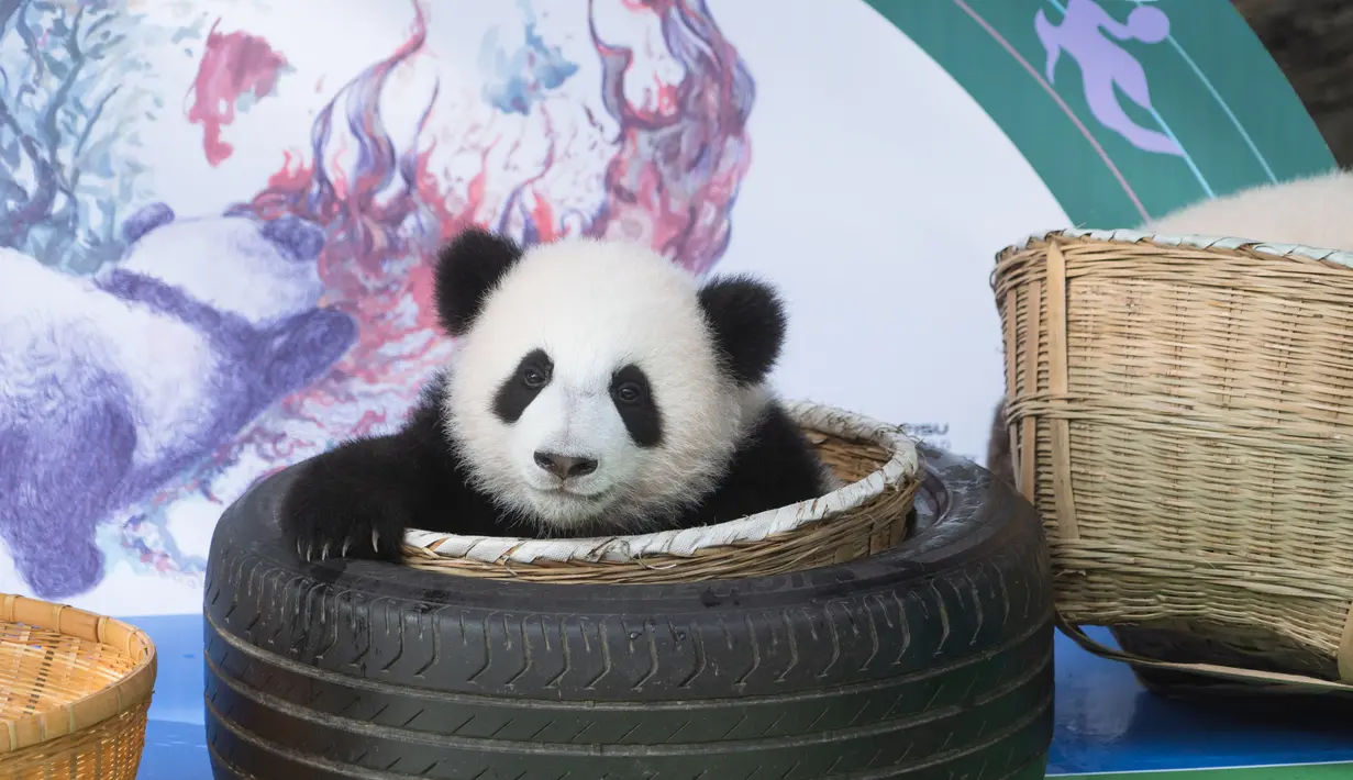 Foto pada 29 September 2020 menunjukkan seekor anak panda raksasa yang tampil perdana di Pusat Penangkaran dan Penelitian Panda Raksasa Chengdu di Provinsi Sichuan, China. Beberapa ekor anak panda raksasa tampil untuk pertama kalinya di depan publik pada Selasa (29/9). (Xinhua/Zhang Kefan)