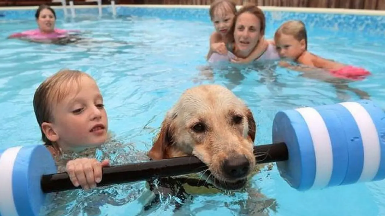 Jadi Idola, Anjing Ini Pelatih Renang Anak Berkebutuhan Khusus