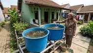 Ide Budidaya Ikan Patin di Bak Fiber Mini untuk Belakang Rumah Subsidi