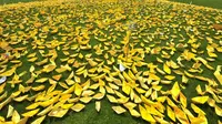 Korban Tewas Kapal Feri Sewol Jadi 275