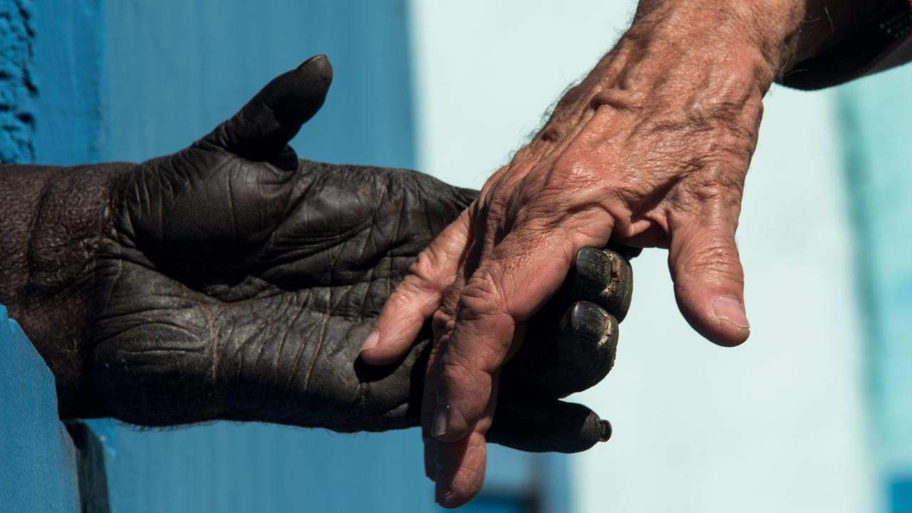 Melihat Tempat Rehabilitasi Simpanse di Brasil