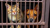 Fakta yang Jarang Dibahas soal Konsumsi Daging Anjing dan Kucing, Ini Kata Pakar IPB