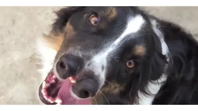 Toby, Anjing Langka yang Berhidung Dua 