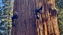 “Tampaknya pohon ini sangat sehat dan mampu menangkis serangan kumbang,” kata Anthony Ambrose, direktur eksekutif Ancient Forest Society, yang memimpin ekspedisi tersebut. (AP Photo/Terry Chea)