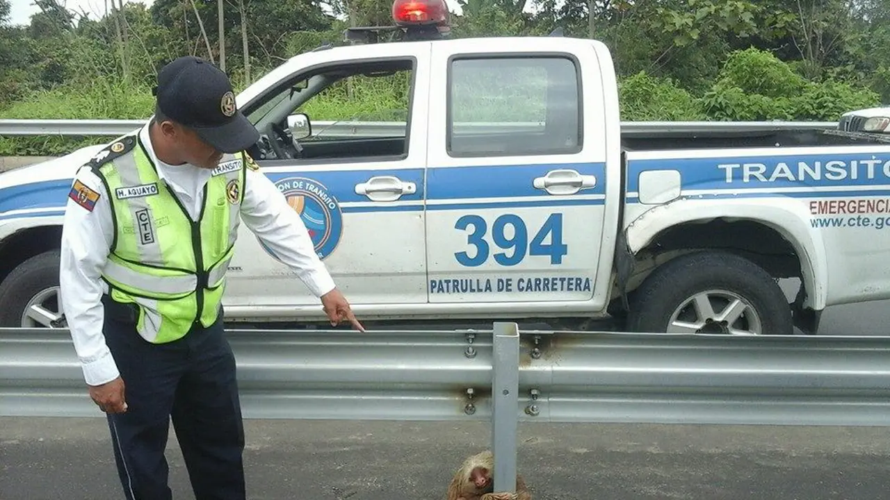 Kungkang terjebak di tengah jalan-01