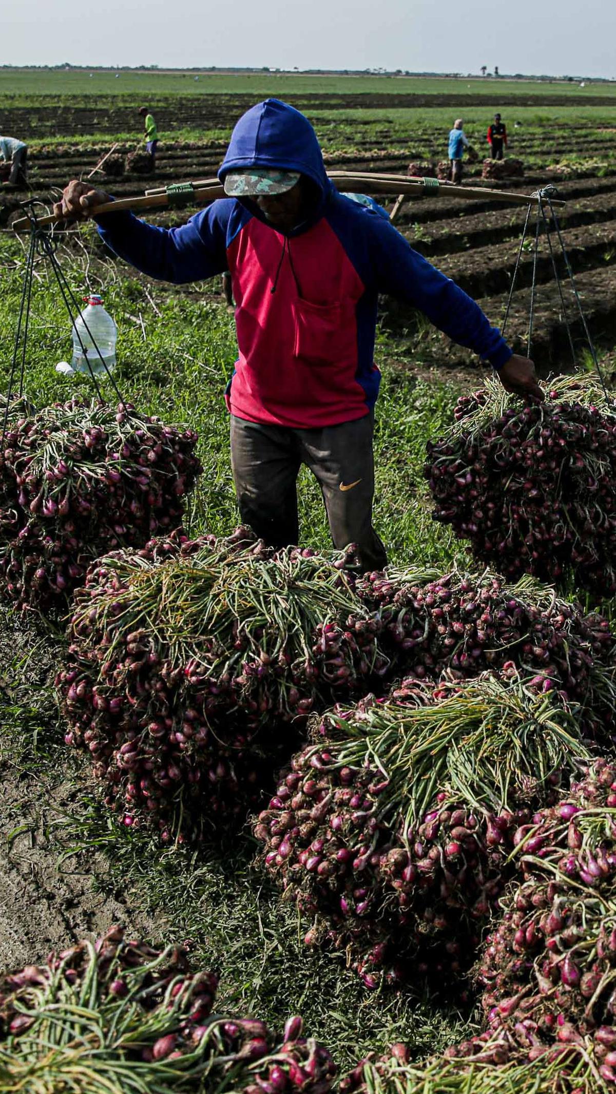 Petani bawang merah di Brebes juga mengeluhkan beberapa kebutuhan untuk produksi hingga akses jual hasil panen. Misalnya, ketersediaan pupuk subsidi, air irigasi, bahan bakar minyak (BBM), dan pasar.&nbsp;