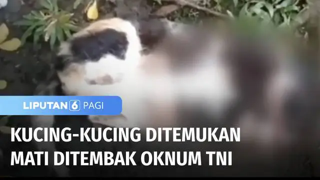 Aksi penembakan terhadap sejumlah kucing di lingkungan Sekolah Staf dan Komando, Sesko TNI Bandung viral di media sosial. Aksi ini pun jadi sorotan dan menuai kecaman publik. Mabes TNI membenarkan penembakan dilakukan anggota Sesko TNI, Brigjen NA.