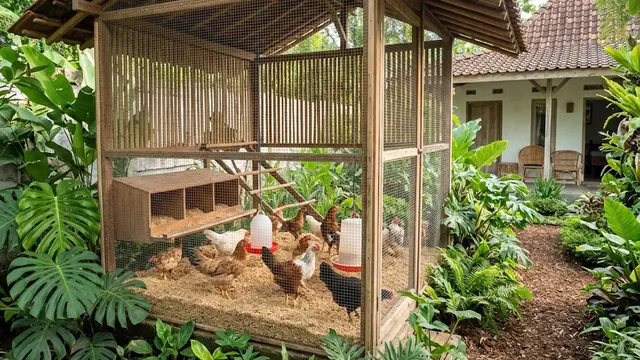 Kandang Ayam dengan Sistem Fermentasi (Deep Litter System)