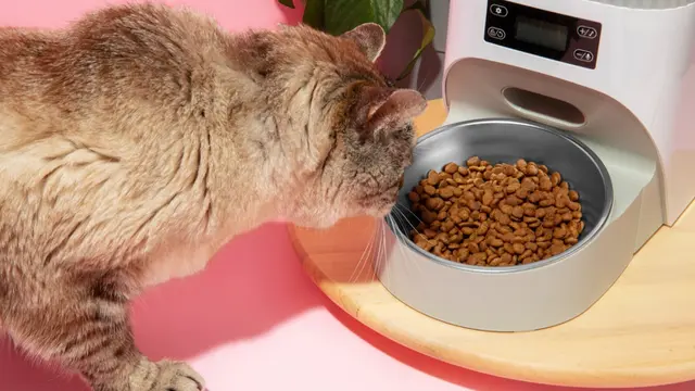 Cat Eating