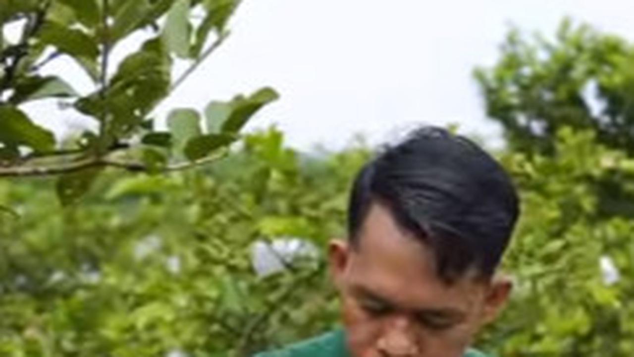 Raih Omzet Rp60 Juta per Bulan, Intip Kisah Sukses Petani Jambu Kristal di Kabupaten Kampar Riau