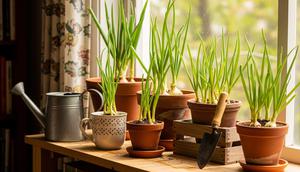 Tanaman Daun Bawang. (Foto: Gemini AI)