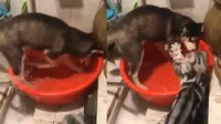 Viral Aksi Lucu Kucing Memarahi Anjing, Bikin Warganet Terhibur