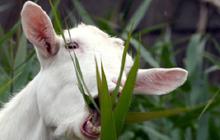 Syarat Hewan Kurban Kambing Menurut Ulama, Ketahui Ketentuan Lengkapnya