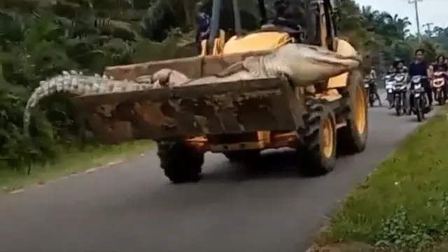 Viral Video Buaya Mati Berukuran 4,5 Meter Diangkut Buldozer, Bikin Heboh