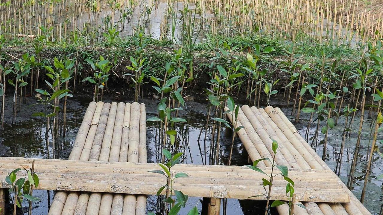 Mangrove juga memiliki kemampuan menyerap karbondioksida lima kali lebih banyak dibandingkan hutan tropis.