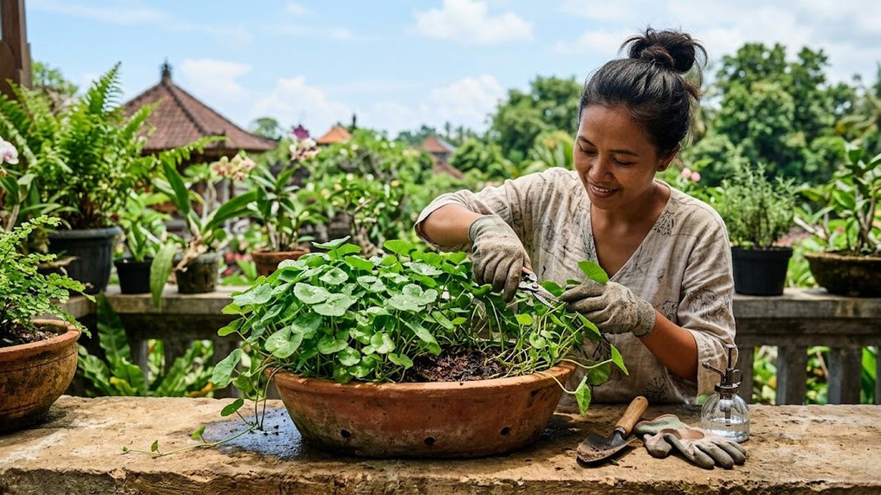 Ilustrasi Cara Menanam Pegagan dalam Pot Dangkal/AI Generated
