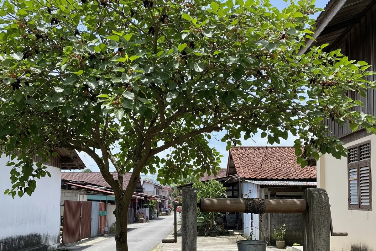 Pohon Buah yang Aman Ditanam Dekat Sumur