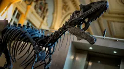 Kerangka bagian kepala dinosaurus berjenis alosaurus yang dipamerkan di rumah lelang Lyon Brotteaux Aguttes, Prancis, 5 Desember 2016. Dinosaurus yang diyakini telah punah sejak 135 juta tahun lalu itu ditemukan fosilnya pada 2013 . (JEFF PACHOUD/AFP)