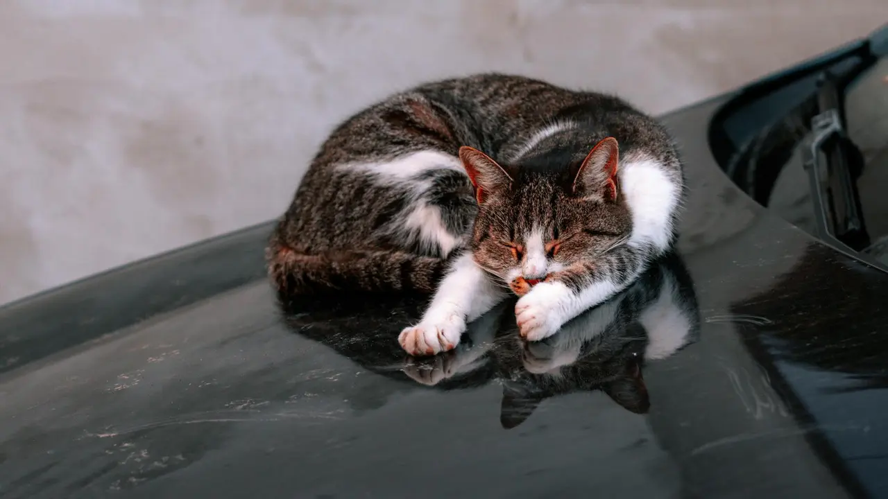 Kucing yang Suka Nongkrong di Kap Mobil