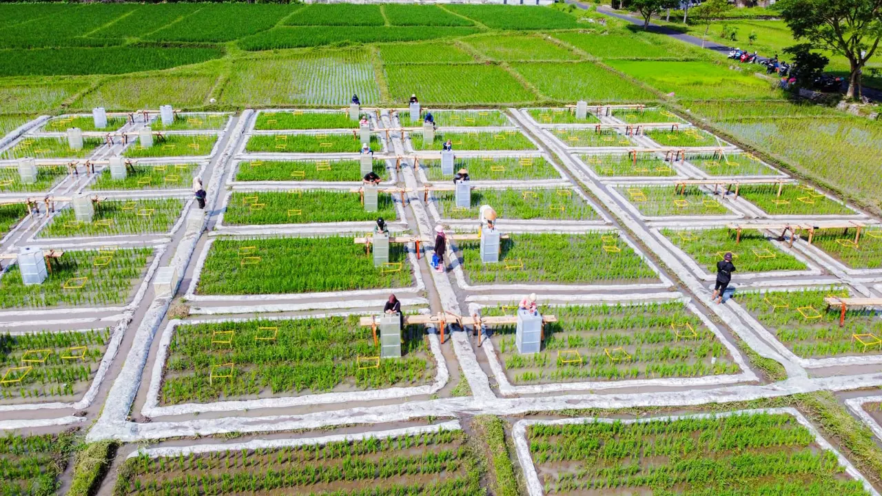 Banyuwangi Kembangkan Ekosistem Industrialisasi Beras Biofortifikasi (Istimewa)