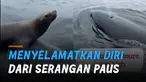 Seorang wanita usir singa laut yang berlindung di kapalnya. Kejadian itu terjadi saat beberapa paus orca atau paus pembunuh mengincar singa laut tersebut.