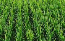 Pasangan Lansia Tinggal di Rumah Mewah di Tengah Sawah, Begini Cara Mengangkut Bahan Bangunannya