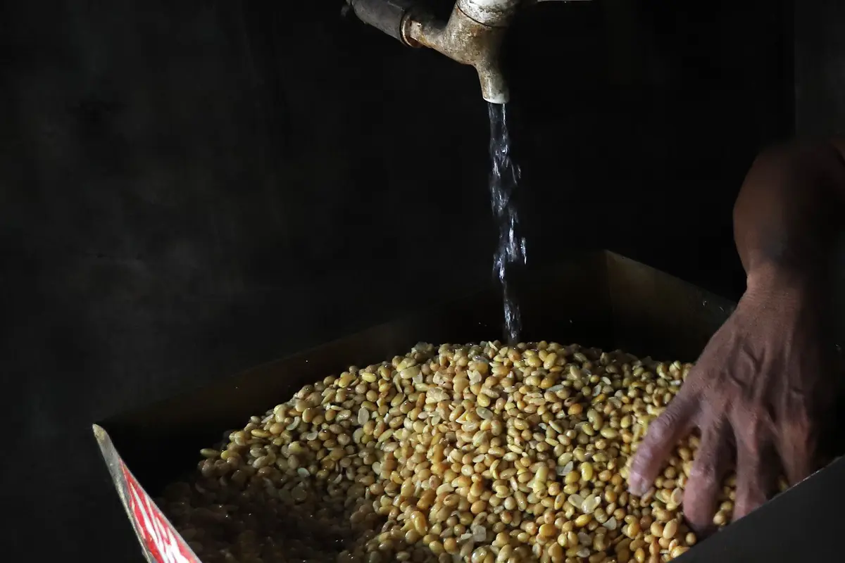 RI Impor 350.000 Ton Kedelai dari Amerika