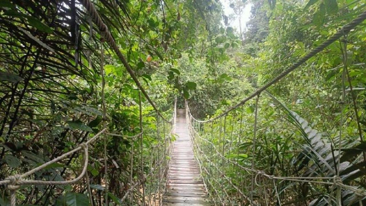 Kaltim Pertahankan 62 Persen Tutupan Hutan, Raih Apresiasi Dunia Lewat Kompensasi Karbon