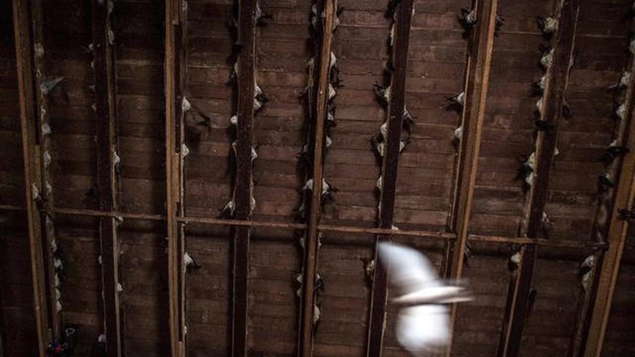 Cara Ternak Walet Rumahan bagi Pemula agar Cepat Menghasilkan dan Mudah Dikelola