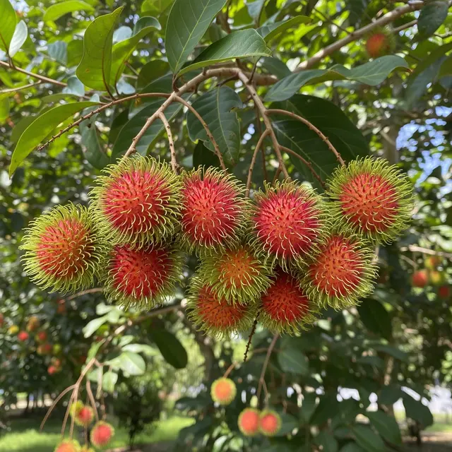 Pohon Rambutan Si Nyonya (Gemini AI)