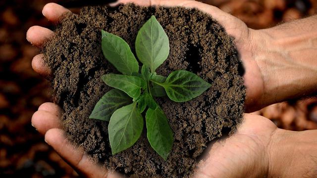 Virgo Element: Earth