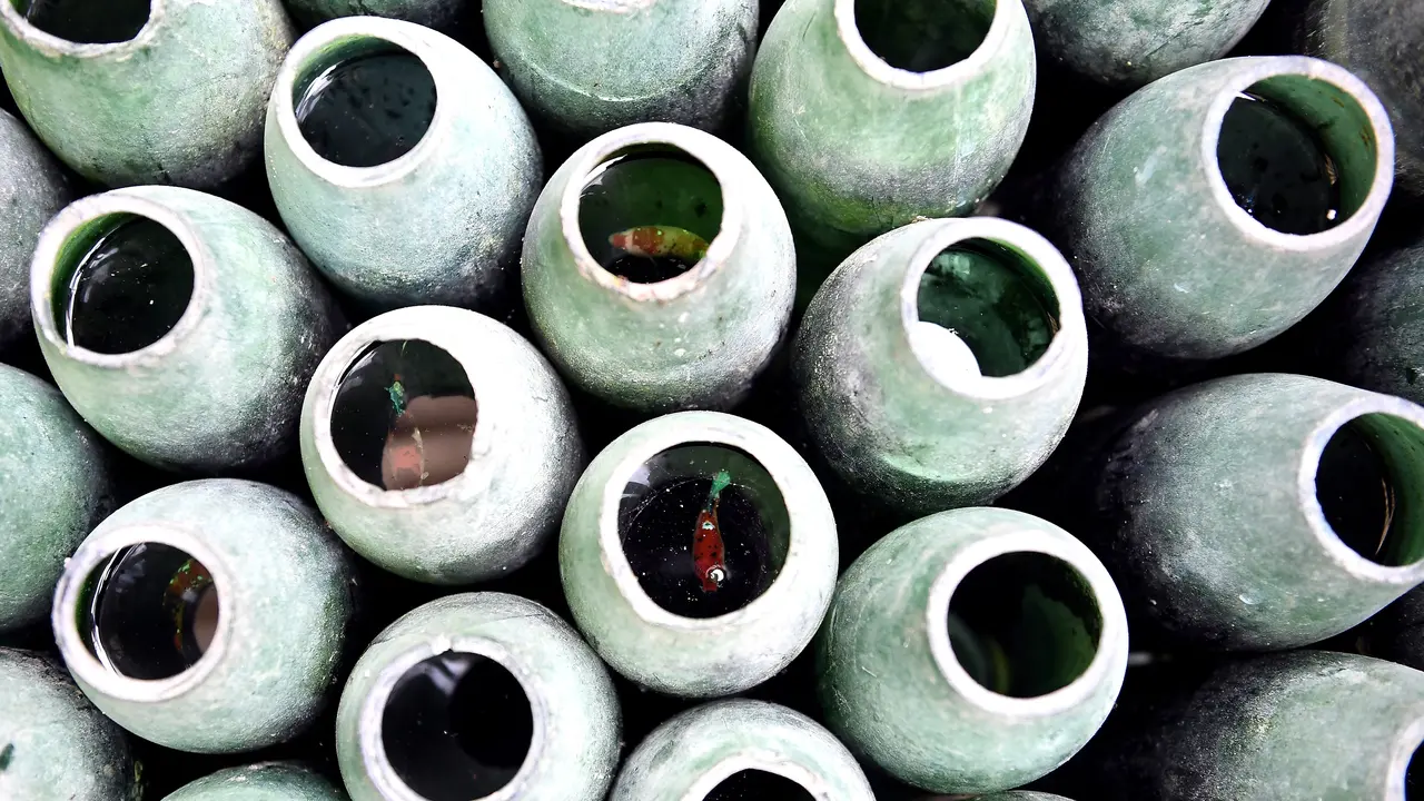 Budidaya Ikan Cupang dengan Botol Bekas