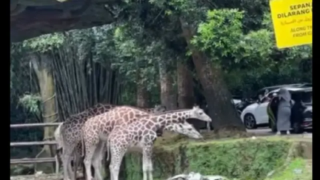 Terulang Lagi, Pengunjung Taman Safari Bogor Viral Keluar dari Mobil di Zona Terlarang