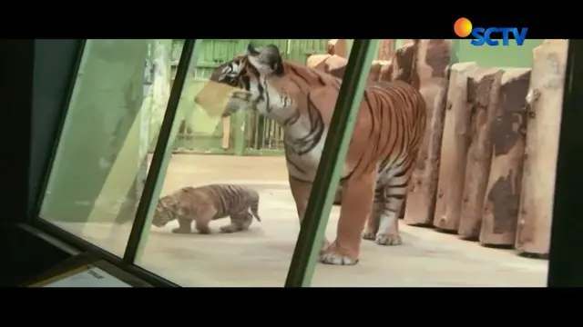 Sejauh ini hanya dua kebun binatang di Eropa yang berhasil mengembangbiakan harimau Malaysia.