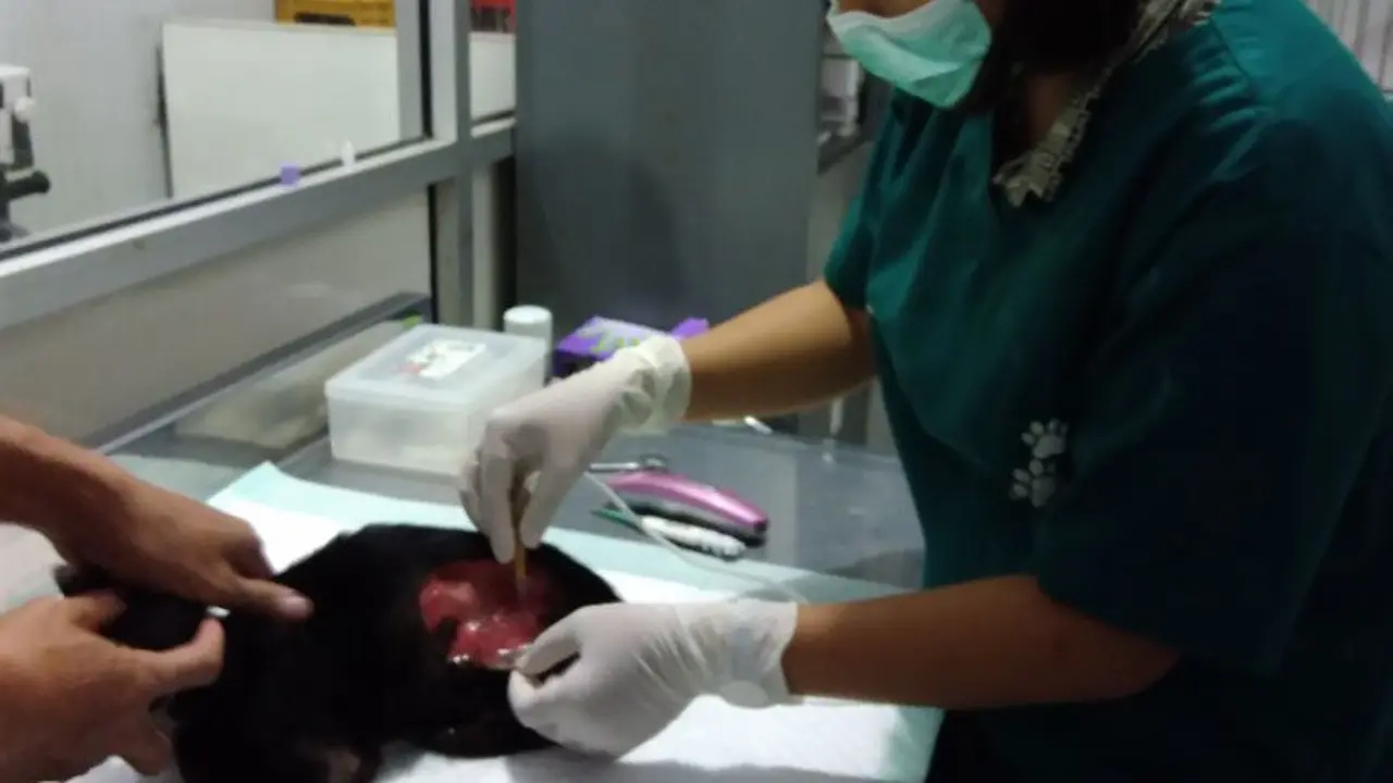 Hikayat Mahasiswi Menyelamatkan Kucing Liar Dengan Perut Bolong