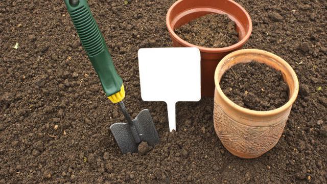 Cara Menanam Lemon di Pekarangan Rumah