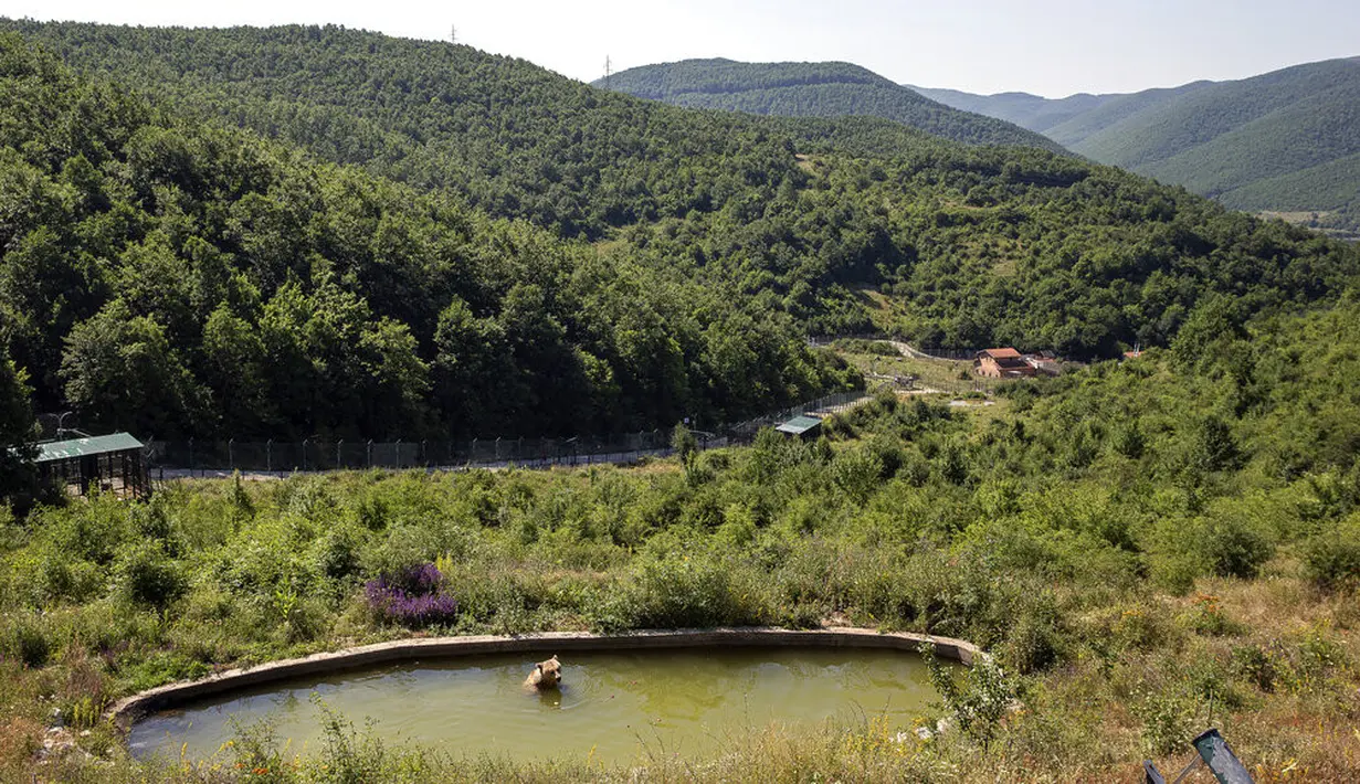 Beruang cokelat Mira mendinginkan diri di kolam air di Bear Sanctuary Pristina, dekat ibu kota Pristina, Kosovo, Kamis (8/7/2021). Warga di Eropa timur yang tidak terbiasa dengan suhu tinggi sedang berjuang untuk mengatasi gelombang panas yang melanda seluruh wilayah. (AP Photo/Visar Kryeziu)