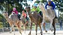  Balap unta digelar saat Sydney Camel Racing Carnival, di arena Bankstown Paceway, Sydney, Australia, (26/7/2016). (EPA)