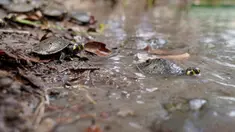 Kura-kura sungai berbintik kuning (podocnemis unifilis) dilepasliarkan di Sungai Iguapo-Acu, Beruri, Negara Bagian Amazonas, Brasil, pada tanggal 7 Februari 2025. (Orlando Junior/AFP)