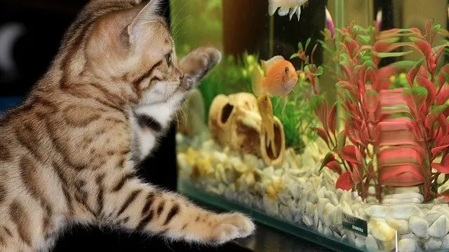 Aquarium - Image by Irina_kukuts from Pixabay