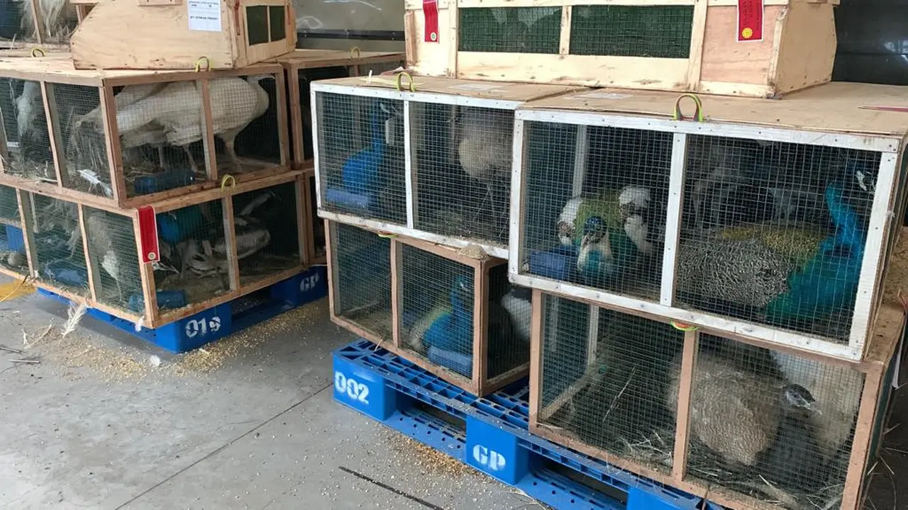 Burung dari Afrika dan Malaysia