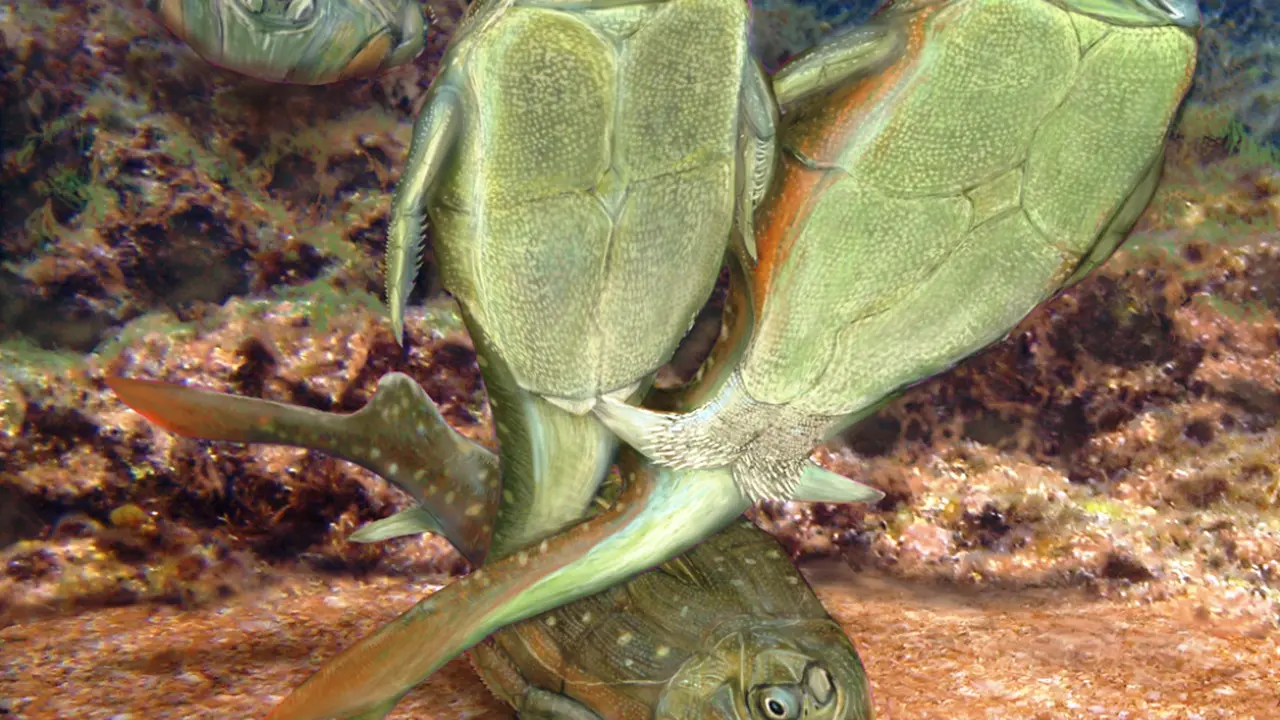 Hubungan seksual tertua terlacak dari fosil ikan Microbrachius