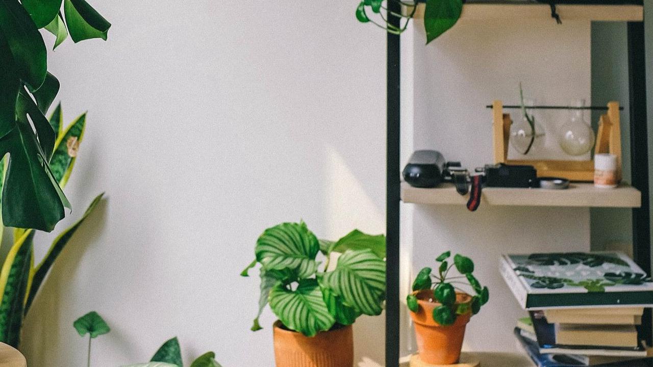 Tanaman indoor adalah penyegar udara alami yang membawa sejumlah manfaat kesehatan yang tak terduga bagi penghuninya. Tanaman-tanaman ini bukan hanya mempercantik ruangan, tetapi juga menghidupkan kembali hubungan penghuni rumah dengan alam di tengah keh