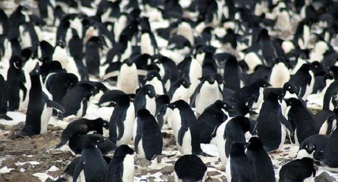 Penampakan koloni penguin Adélie yang diabadikan oleh ilmuwan. (Michael Polito/Louisiana State University)