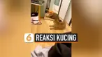 REAKSI GEMAS KUCING LIHAT CERMIN, NGAMUK KE DIRI SENDIRI