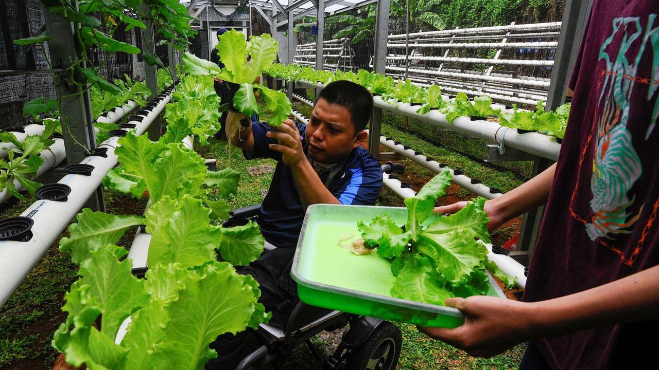 Murid difabel panen selada air di kebun hidroponik YPAC